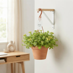 Sedum Trailing Plant – 12cm Hanging Pot