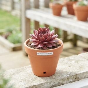 Mixed Sempervivum Collection – 9cm Pot