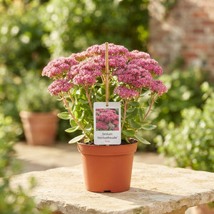 Autumn Joy Stonecrop (Sedum 'Herbstfreude') – 17cm Pot