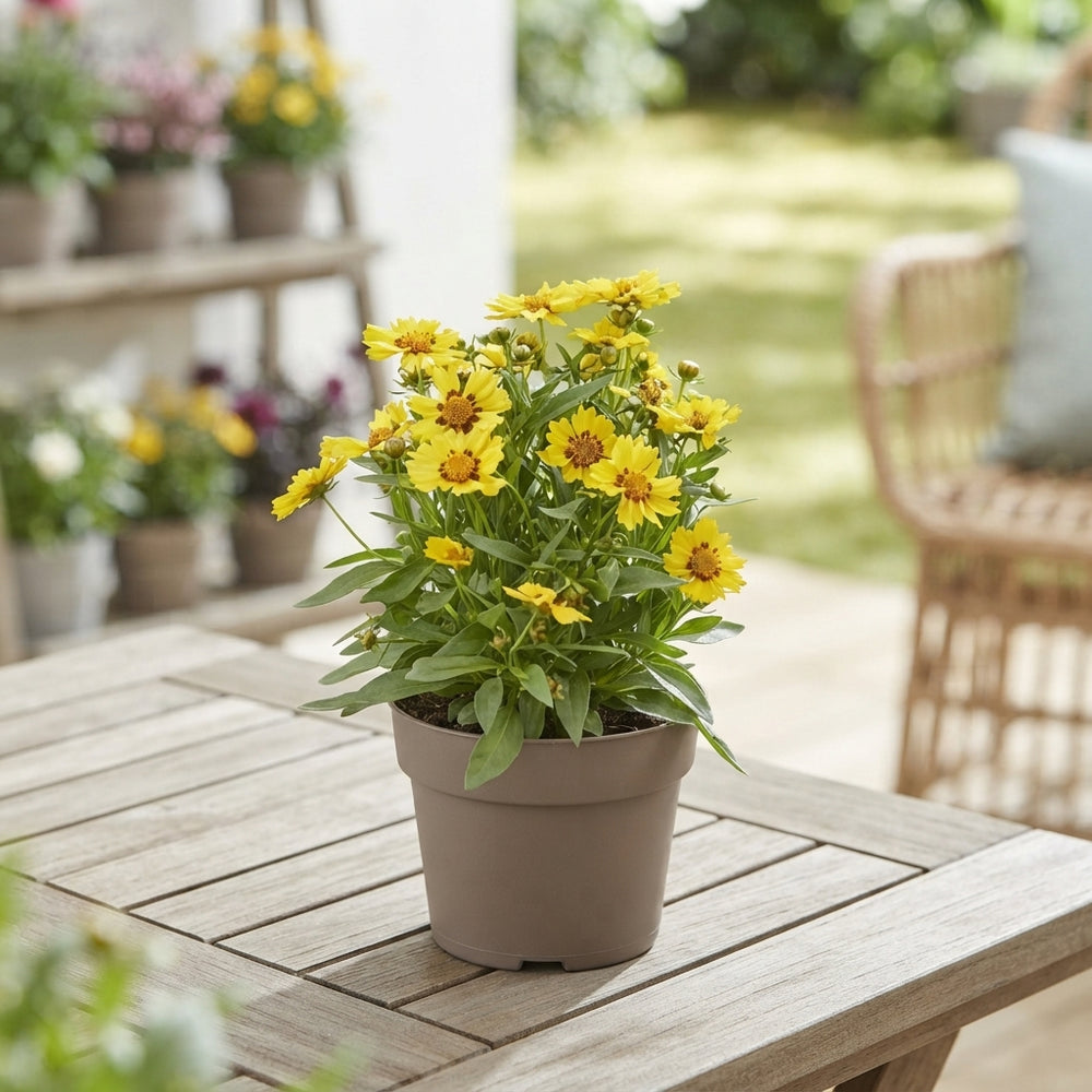 Mixed Perennial Plants – 19cm Pot