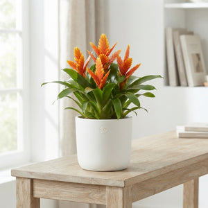 Orange Vriesea ‘Sparkle’ – 10.5cm Pot