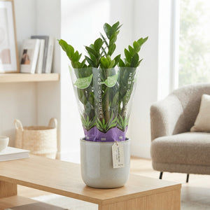 ZZ Plant (Zamioculcas zamiifolia) – 12cm Pot