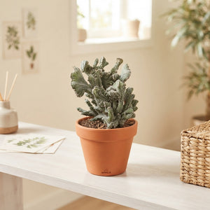 Crested Monvillea Spegazzinii Cactus – 12cm Pot
