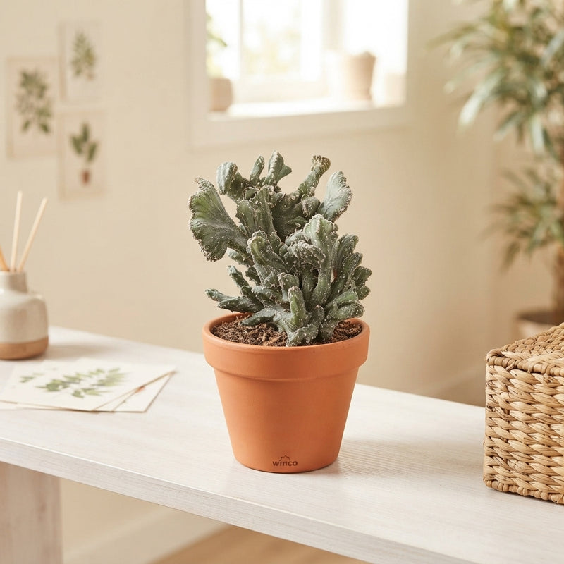 Crested Monvillea Spegazzinii Cactus – 12cm Pot