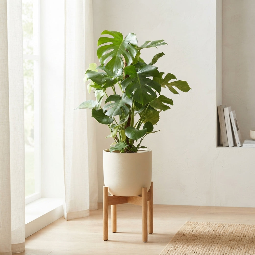 Swiss Cheese Plant (Monstera deliciosa) – 27cm Pot