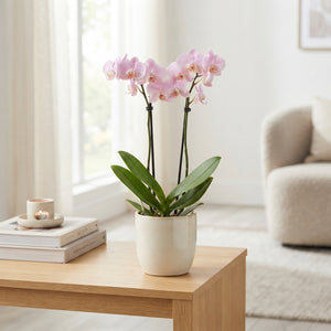 Mixed Phalaenopsis Orchid – 2 Stem, 12cm Pot