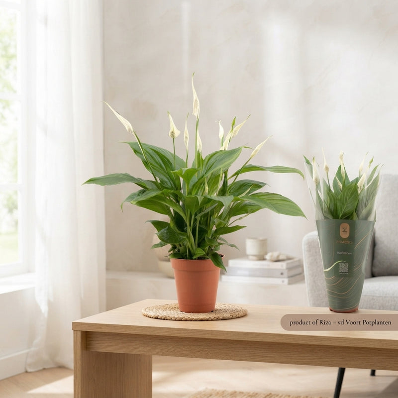 Peace Lily ‘Torelli’ (Spathiphyllum) – 12cm Pot