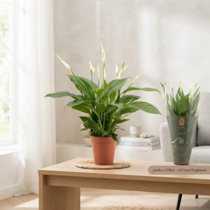 Peace Lily ‘Torelli’ (Spathiphyllum) – 12cm Pot