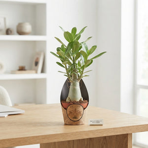 Pink Adenium Arabicum – 9cm Pot, 25cm High