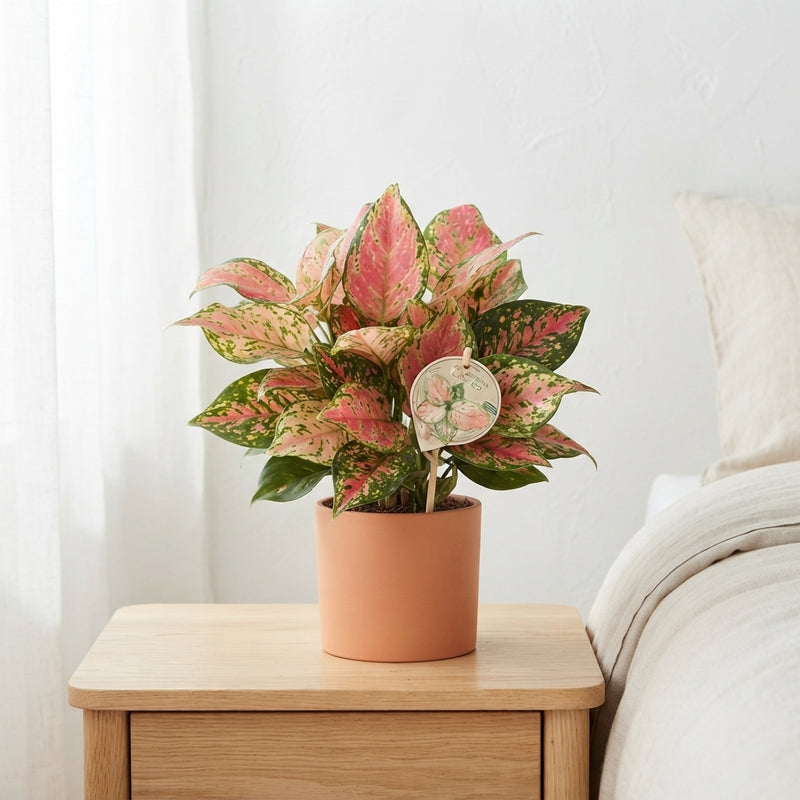 Aglaonema ‘Lucky Red’ – 6cm Pot