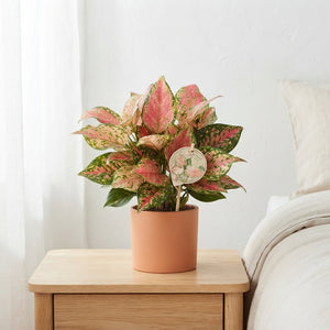 Aglaonema ‘Lucky Red’ – 6cm Pot