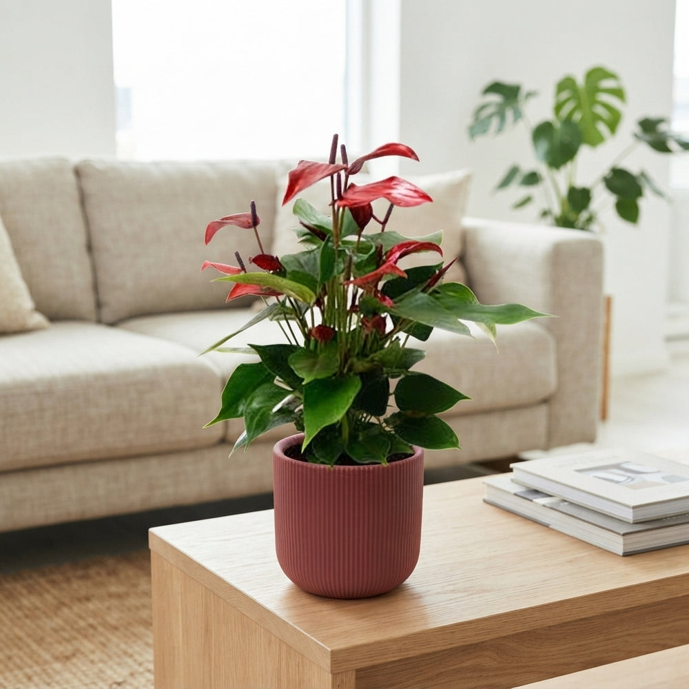 Red Anthurium ‘Lava’ – 12cm Ceramic Pot