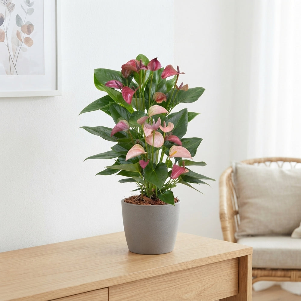 Anthurium Multiflora Mix – 12cm Pot, 43cm High