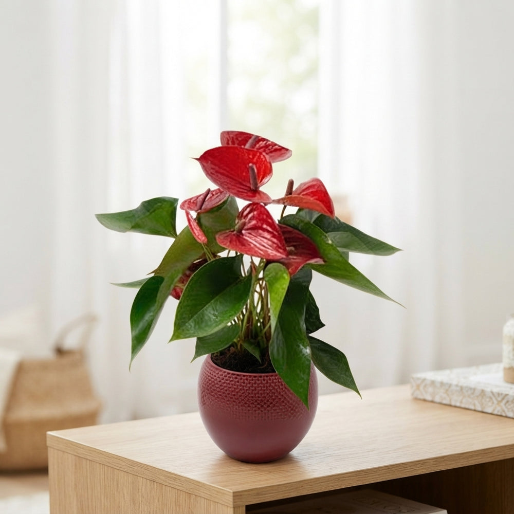 Red Anthurium Houseplant – 12cm Ceramic Pot
