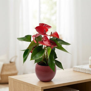 Red Anthurium Houseplant – 12cm Ceramic Pot