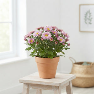 Pink Chrysanthemum ‘M Flair’ – 12cm Pot