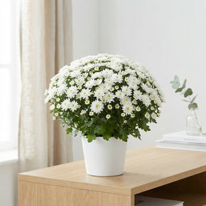 White Chrysanthemum Mums (Chrysanthemum indicum) – 12cm Pot