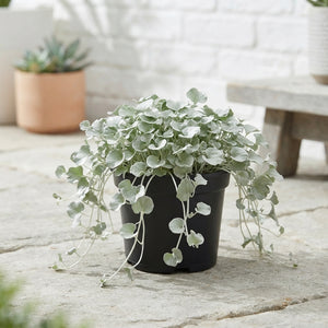 Silver Falls Dichondra argentea – 10.5cm Pot