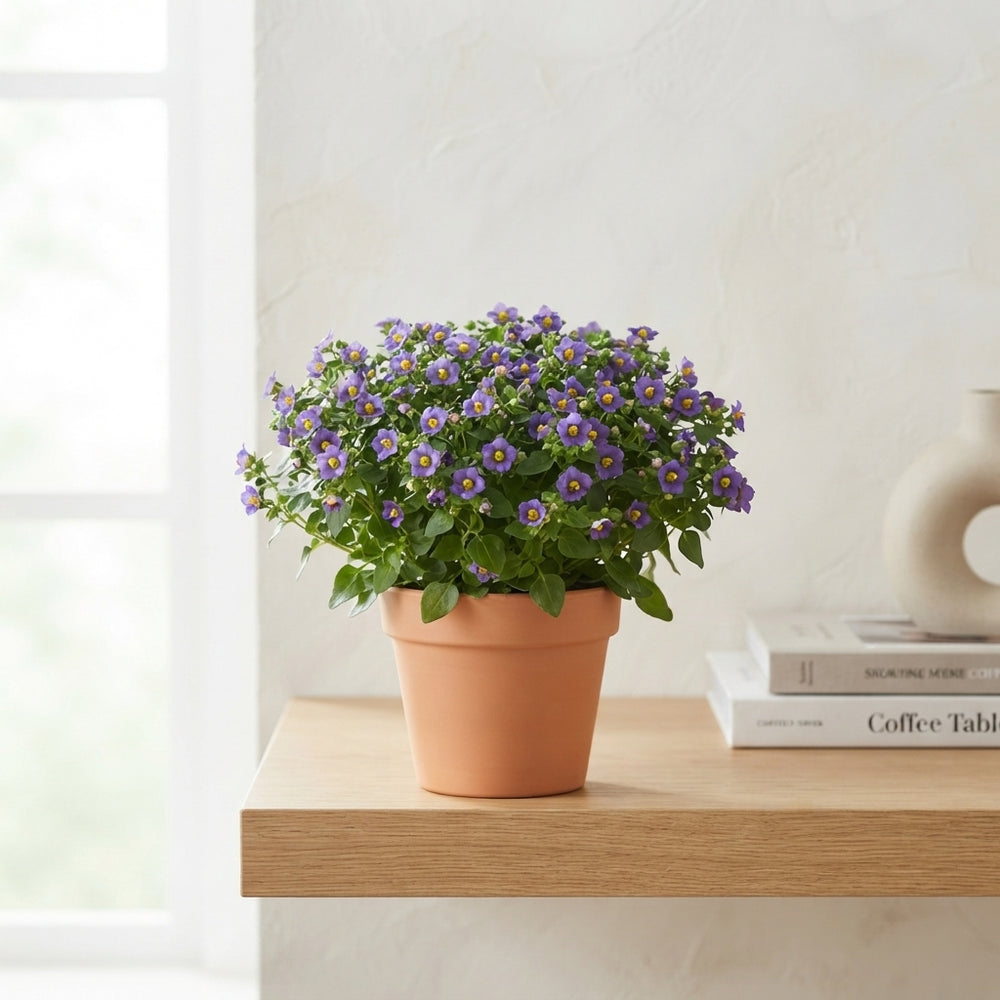 Persian Violet (Exacum affine) – 11cm Pot