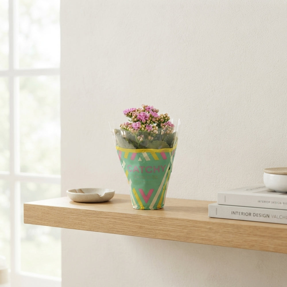 Pink Double Kalanchoe – 8cm Pot