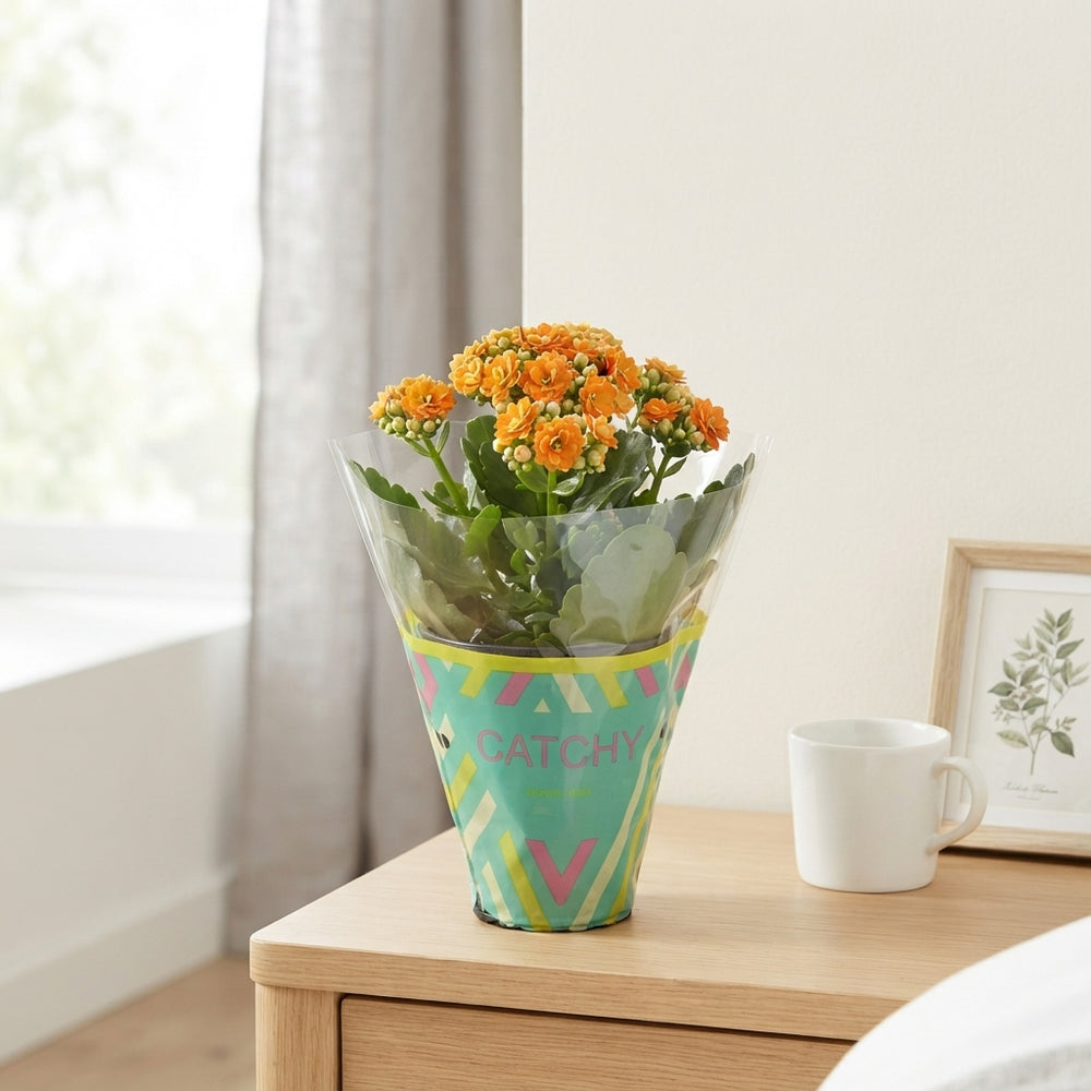 Orange Double Kalanchoe – 8cm Pot