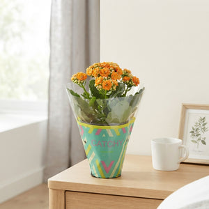 Orange Double Kalanchoe – 8cm Pot