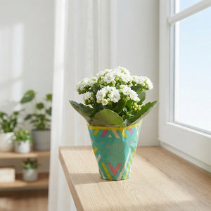 White Kalanchoe Double – 8cm Pot