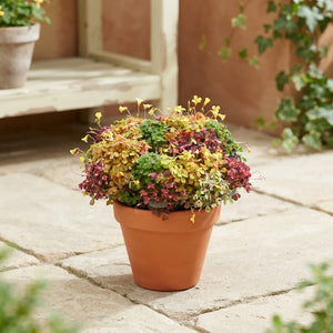 Oxalis Vulc Trio Mix – 10cm Pot