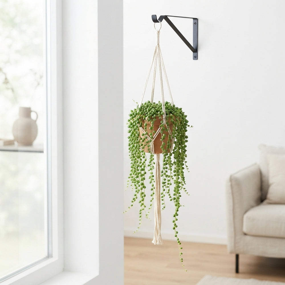 String of Pearls (Senecio rowleyanus) – 14cm Hanging Pot