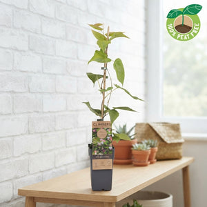 Actinidia kolomikta Kiwi Vine – 15cm Pot, 70cm Tall