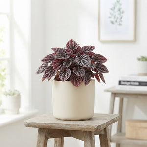 Red Peperomia Caperata ‘Schumi’ – 12cm Pot