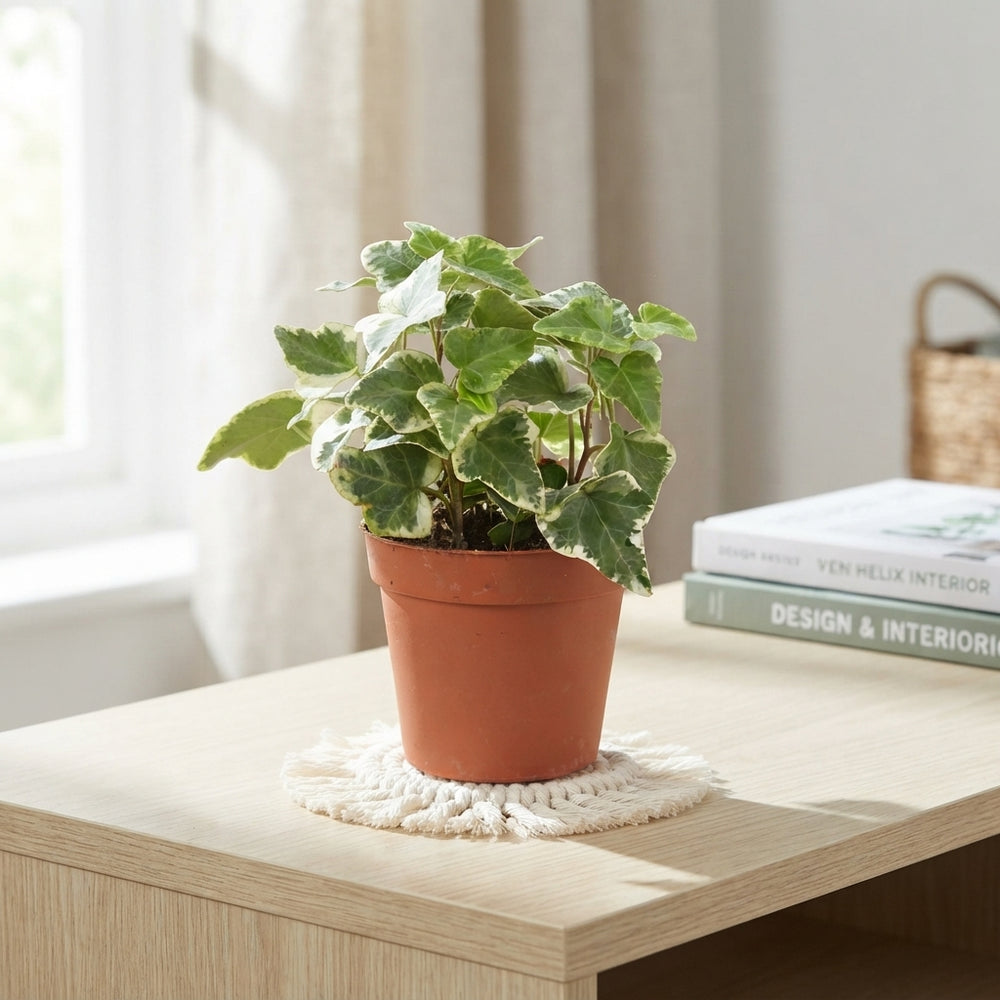 English Ivy (Hedera helix) – 9cm Pot
