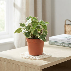 English Ivy (Hedera helix) – 9cm Pot