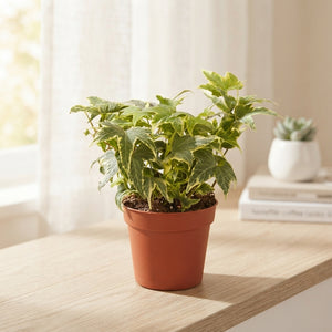 Yellow Ripple Ivy (Hedera helix) – 9cm Pot