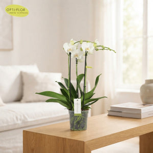 White Phalaenopsis Orchid ‘Mathilde’ – 15cm Pot