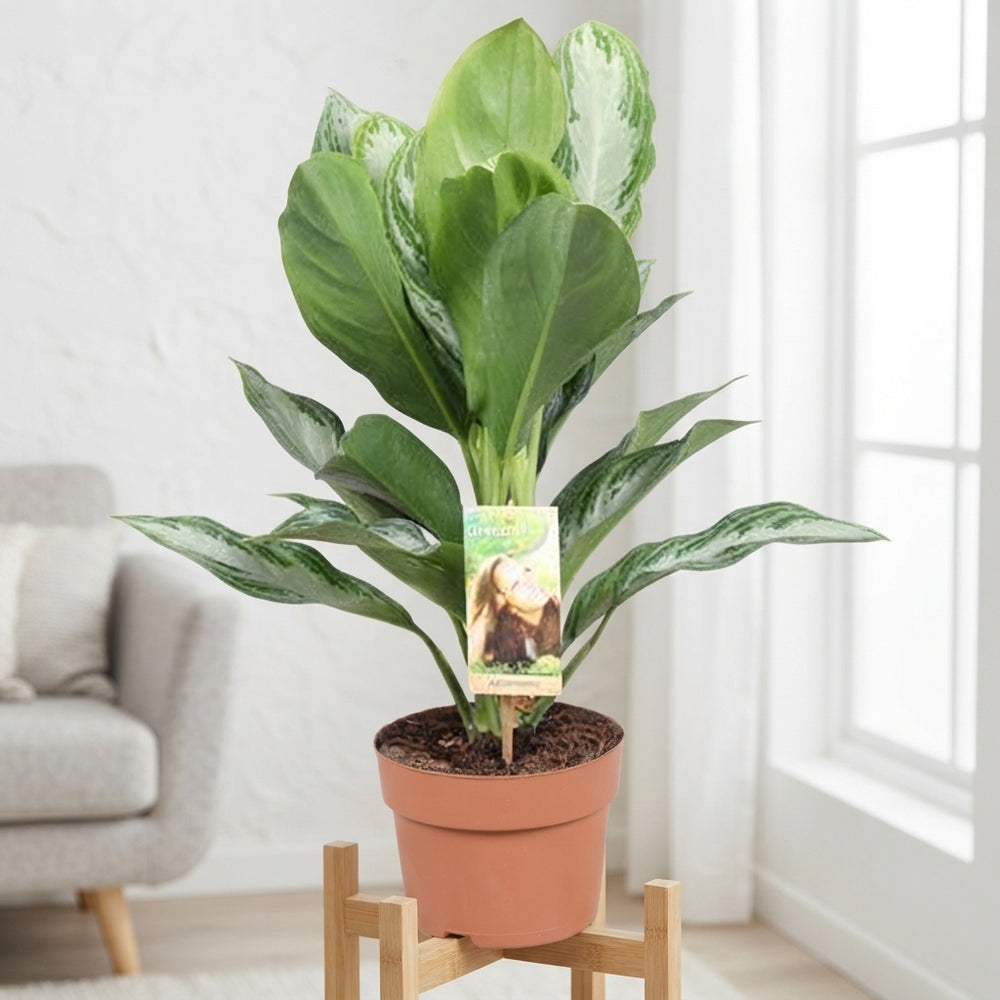 Aglaonema Silver Bay – 17cm Pot, 55cm High