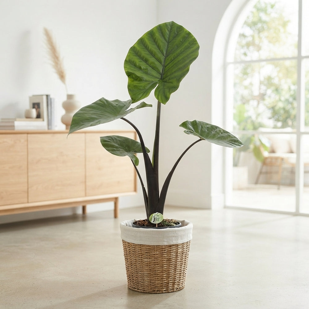 Alocasia Dark Star – 21cm Pot, Approx. 100cm High