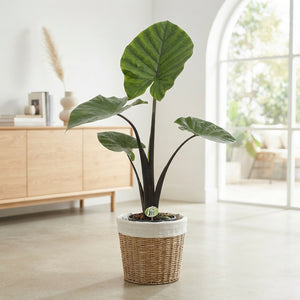 Alocasia Dark Star – 21cm Pot, Approx. 100cm High