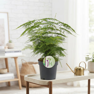 Asparagus Fern (Asparagus plumosus) – 12cm Pot