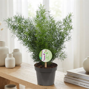 Asparagus Fern (Asparagus sprengeri) – 12cm Pot