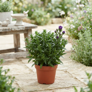Aster ‘Showmaker Trio’ – 14cm Pot, 30cm High