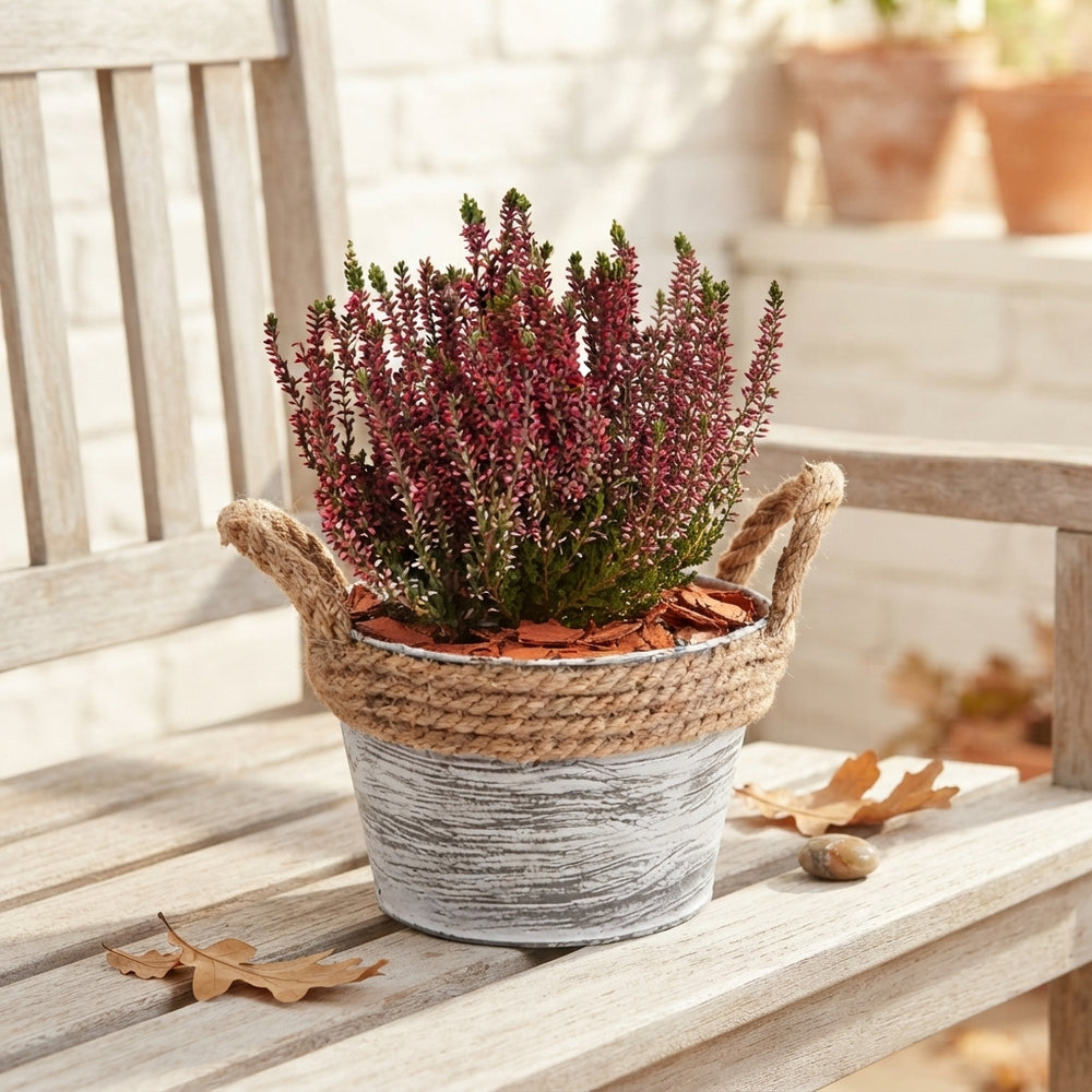 Autumn Outdoor Plant Arrangement – 17cm Zinc Pot