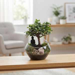 Indoor Bonsai Tree – Ball-Shaped, 20cm Pot