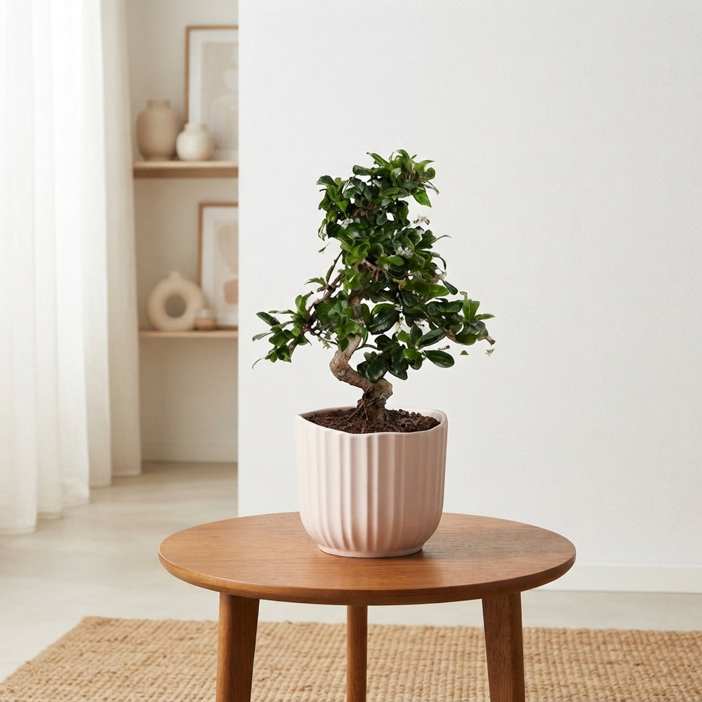 Indoor Bonsai Tree – 14cm Pot, Approx. 35cm Tall