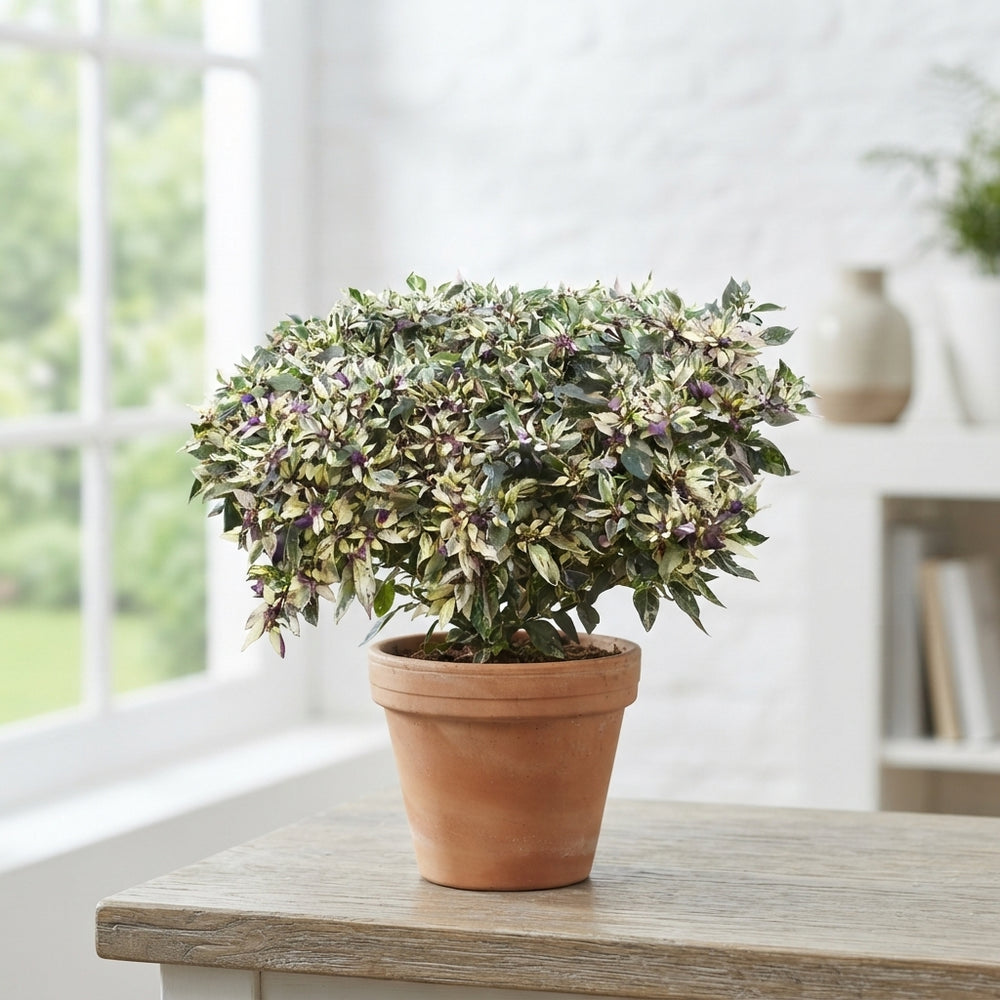 Capsicum Maya Calicos Ornamental Pepper Plant