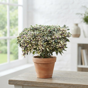 Capsicum Maya Calicos Ornamental Pepper Plant