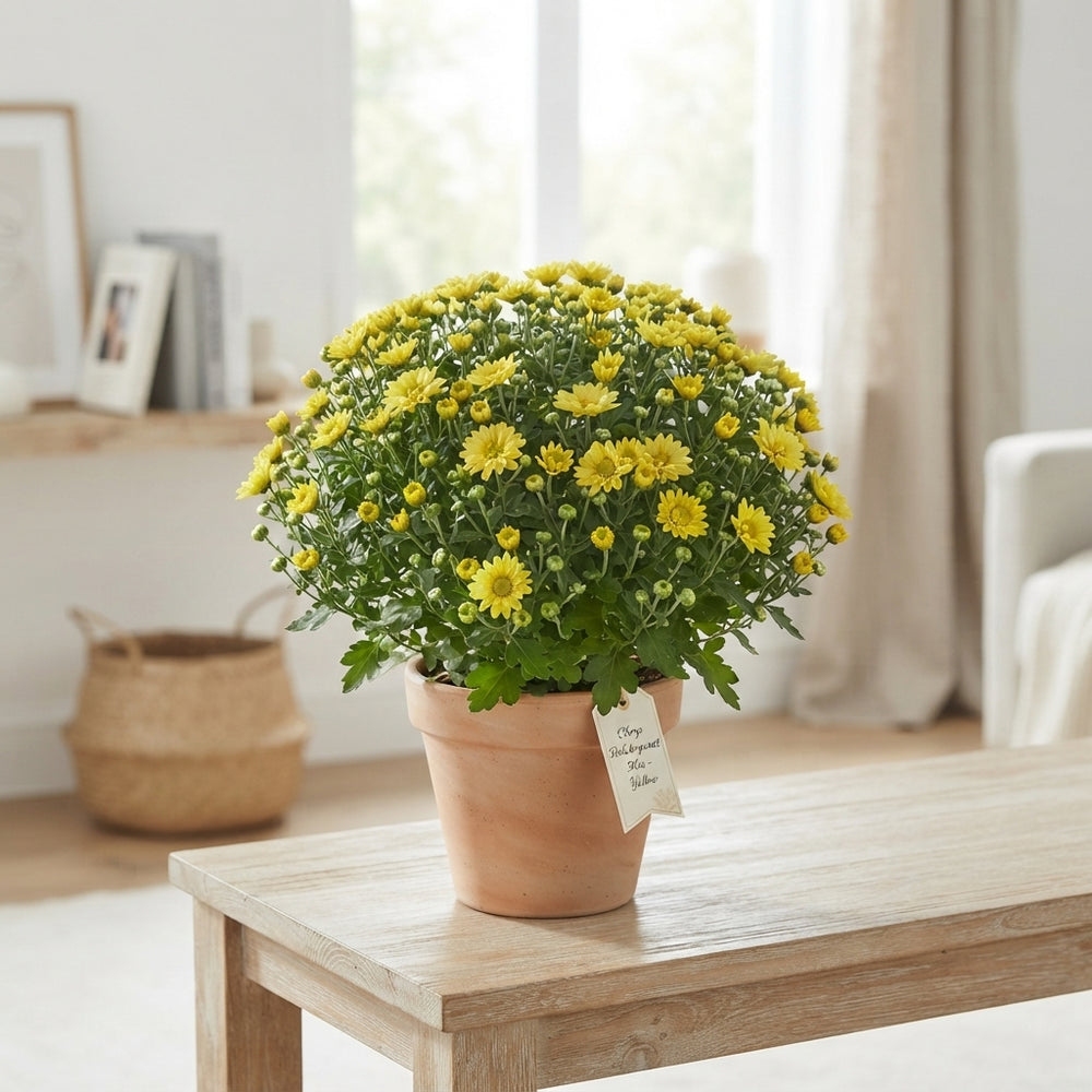 Mixed Chrysanthemum Houseplant – 15cm Pot