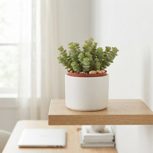 Hottentot Crassula (Crassula marnieriana) – 9cm Pot