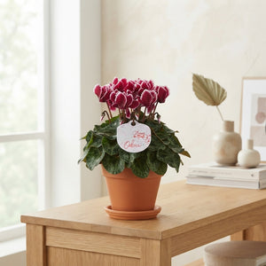 Wine Red Cyclamen persicum – 10.5cm Pot