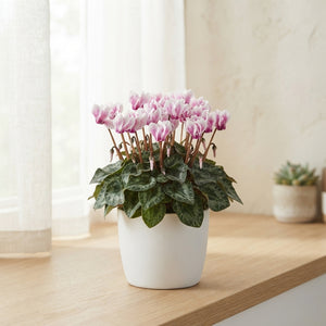 Pink and White Mini Cyclamen (Cyclamen persicum) – 9cm Pot